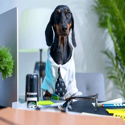 Animals & Pet Supplies